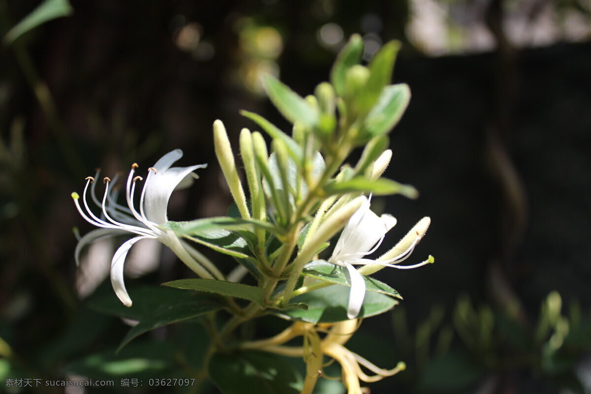 白色花 花草 花卉 花卉摄影 花卉素材 金银花 设计素材 忍冬 春季花卉 植物 鲜花 园林植物 四月花卉 景观花卉 园林景观 生物世界