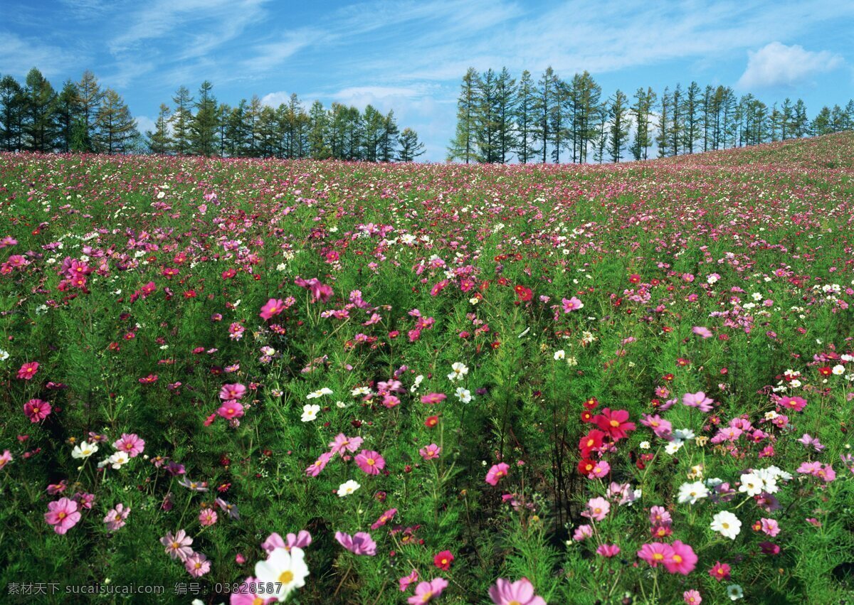 自然 花卉 风景 自然风景 花草 生物世界 鲜花 花海 绿色 花卉风景 红色花海 花草树木