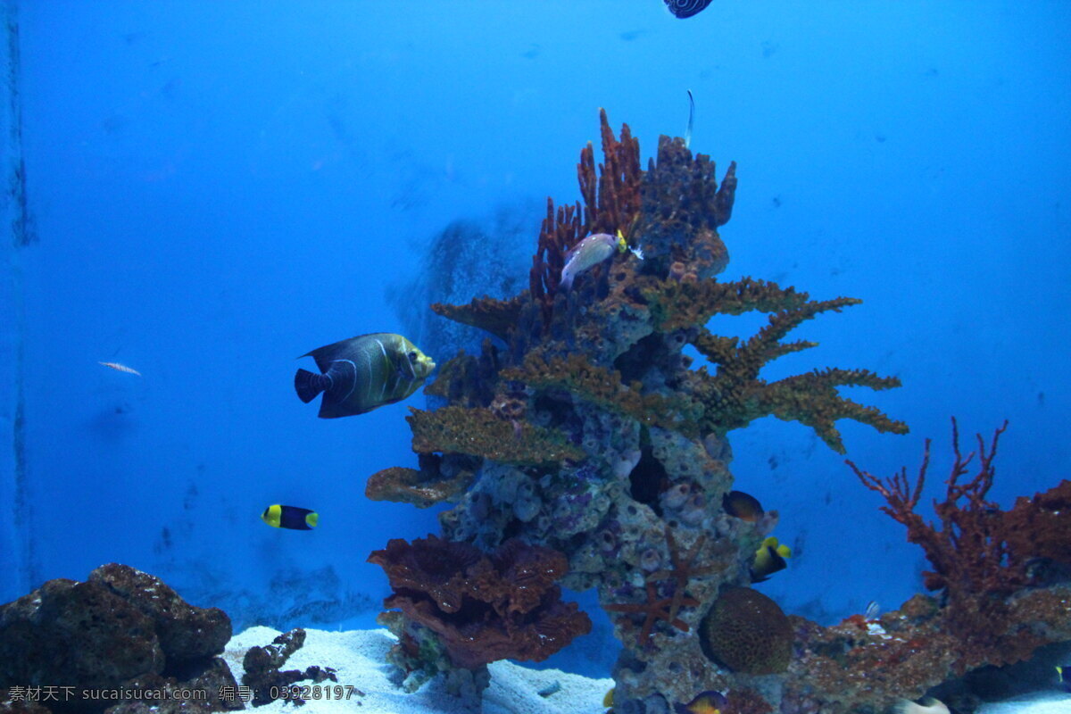 海洋 中 游鱼 海洋生物 珊瑚 生物世界 水生物 鱼 鱼类 洋中游鱼 彩鱼 砂石