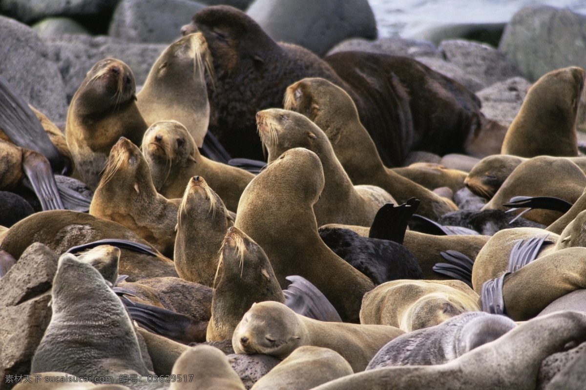 海豹 野生动物 小海豹 脯乳动物 雪地 雪景 北极 南极 北极生物 海洋动物 海洋生物 极地生物 其他生物 生物世界