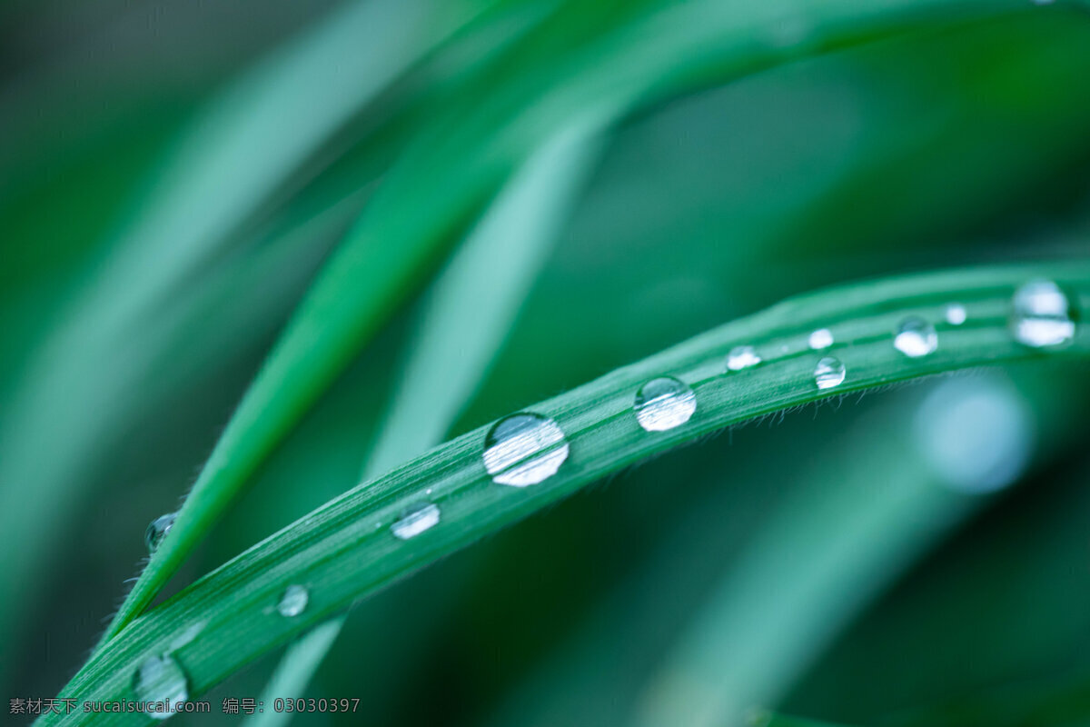 雨后露珠图片 感受春天 春天气息 花草 春天图片 绿色图片 花草图片 春天植物 樱花 白色花朵 植物图片 花朵图片 清新花朵 花 自然素材 清新 手机壁纸 壁纸 春意 春天 护眼 背景图片 白色清新 花朵素材 banner 壁纸图片 小清新图片 微距图片 护眼图片 清新图片 水珠 桌面壁纸 赏花 自然景观 自然风景