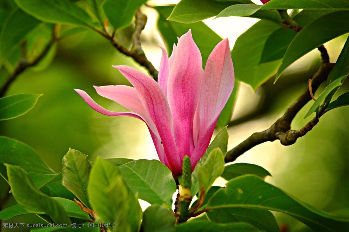 白玉兰 木兰 玉兰花 迎春花 望春 应春花 玉堂春 辛夷花 小清新 花儿鲜花 花蕊 花朵花卉 野花 紫色花朵 红色花朵 黄色花朵 白色花朵 蓝色花朵 橙色花朵 高清 街拍花朵 淡色花朵 唯美背景 朦胧背景 花朵背景 微蓝 一簇花 清新背景 梦幻背景 唯美清新 盆景 盆栽 小花 花儿 温馨 桃花樱花 生物世界 花草