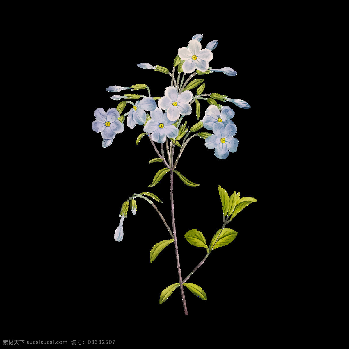 花卉插图图片 彩绘 手绘 花苞 花蕾 插画 彩绘花朵 水彩画 素描花朵 素描画 素描花草 花纹 花边 生物世界 花卉花朵 树木叶子 植物叶子 花卉 花蕊 花卉底纹 花蕊底纹 花卉背景 花卉图案 花蕊图案 花朵 素描花卉 素描涂鸦 花卉涂鸦 花卉素描 古典花蕊 优雅花蕊 优雅花卉 复古花卉 花草