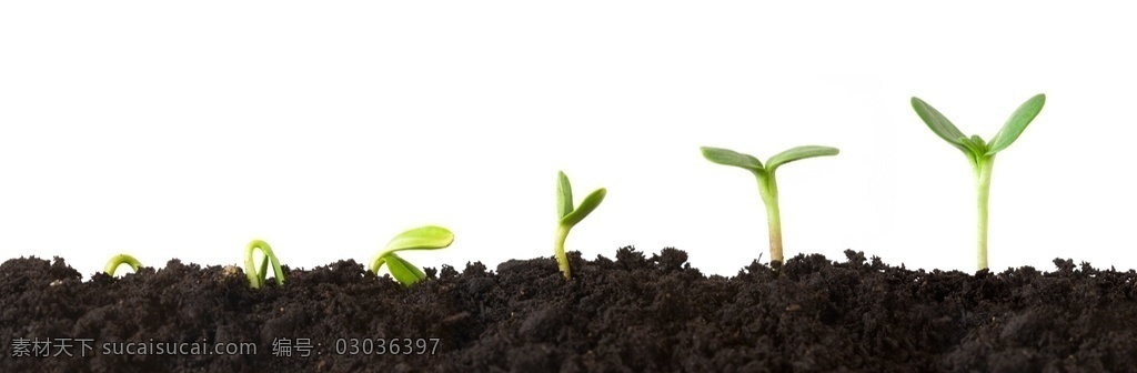 手捧幼苗 嫩芽 树苗 土壤 浇水 呵护 自然 手捧植物