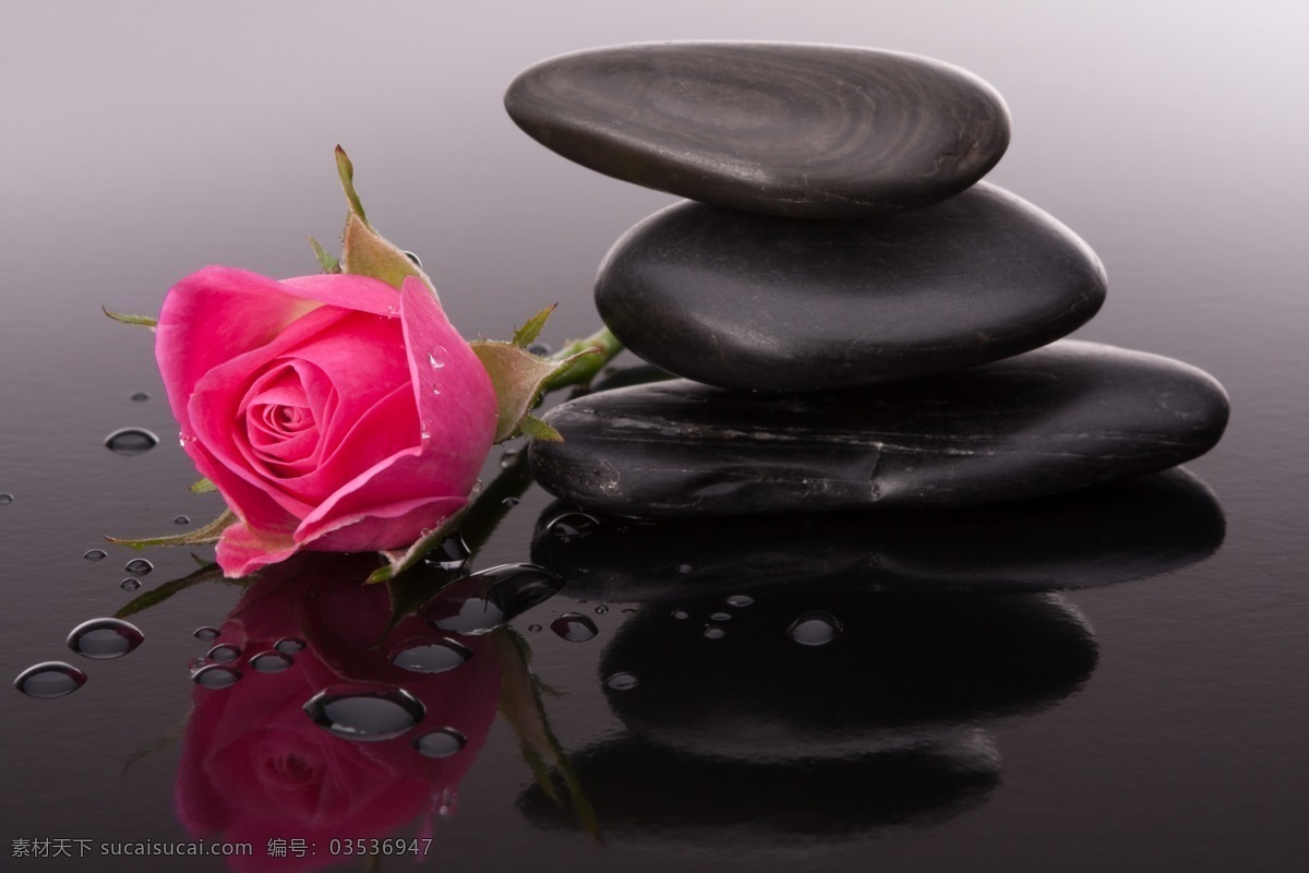 玫瑰 鲜花 花朵 粉色 红色 月季 水珠 磁石 按摩石 鹅卵石 唯美 水 清澈 spa 美容 生物世界 花草