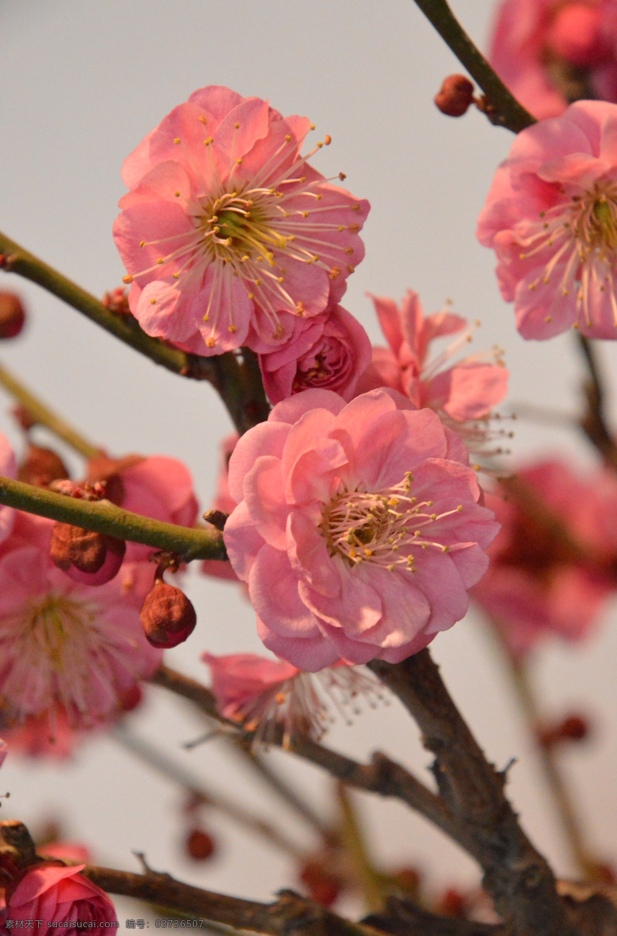 梅花 梅 盆景 花朵 花瓣 花蕊 花儿 花卉 枝叶 绿化景观 颐和园梅花展 榆叶梅腊梅 生物世界 花草