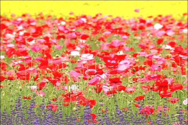 红色花朵视频 视频素材 花朵 视频 模板下载 花朵视频素材 鲜花视频素材 花朵视频 鲜花视频 背景 实拍视频