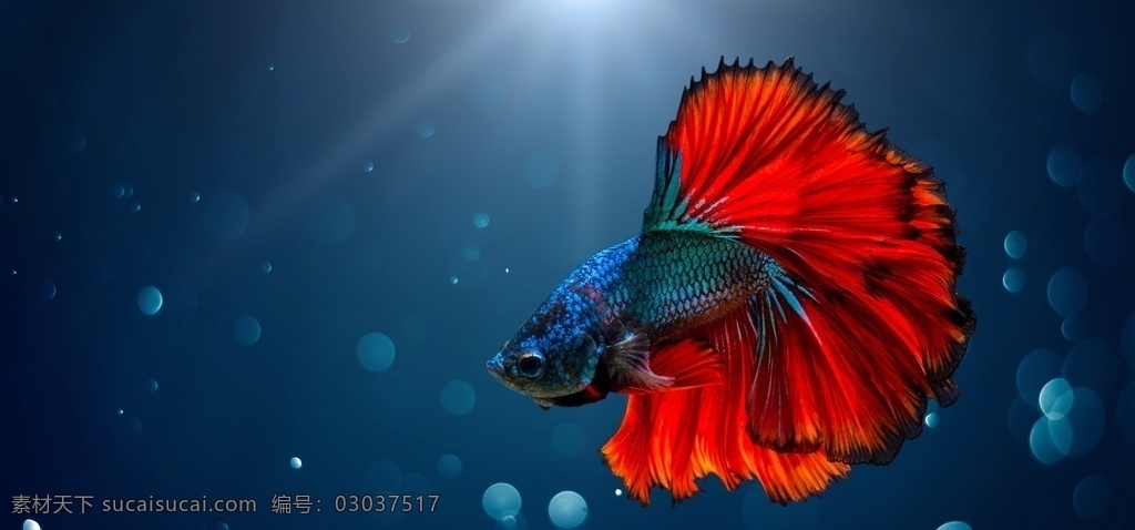 水族馆 艺术 背景 搏鱼 生物学 色彩鲜艳 奇异 花俏 金鱼 花鸟鱼虫 泰国斗鱼 泰国 鱼 宠物 水生动物 动物 观赏鱼 观赏 水 热带观赏鱼 热带 红色 红色鱼 小型鱼 中国斗鱼 野生动物 生物 生物世界 鱼类
