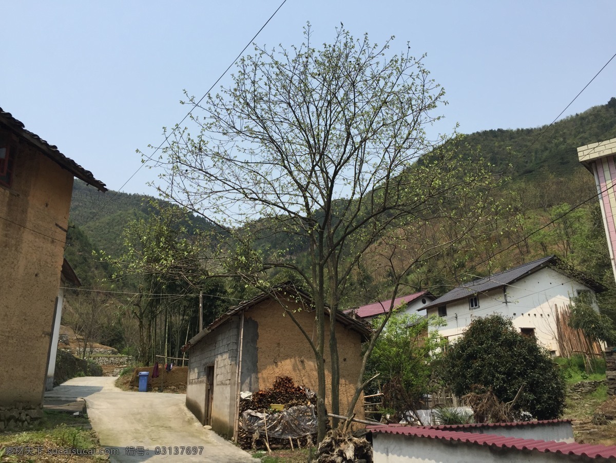 山村风景 山村 山里 黄泥房 柿子树 农村风景 自然景观