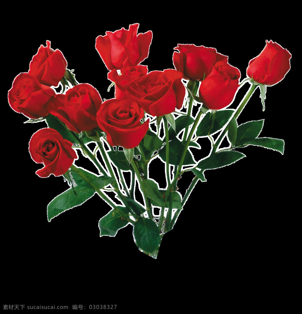 红玫瑰 免 扣 元素 花朵 玫瑰花 透明 免扣元素