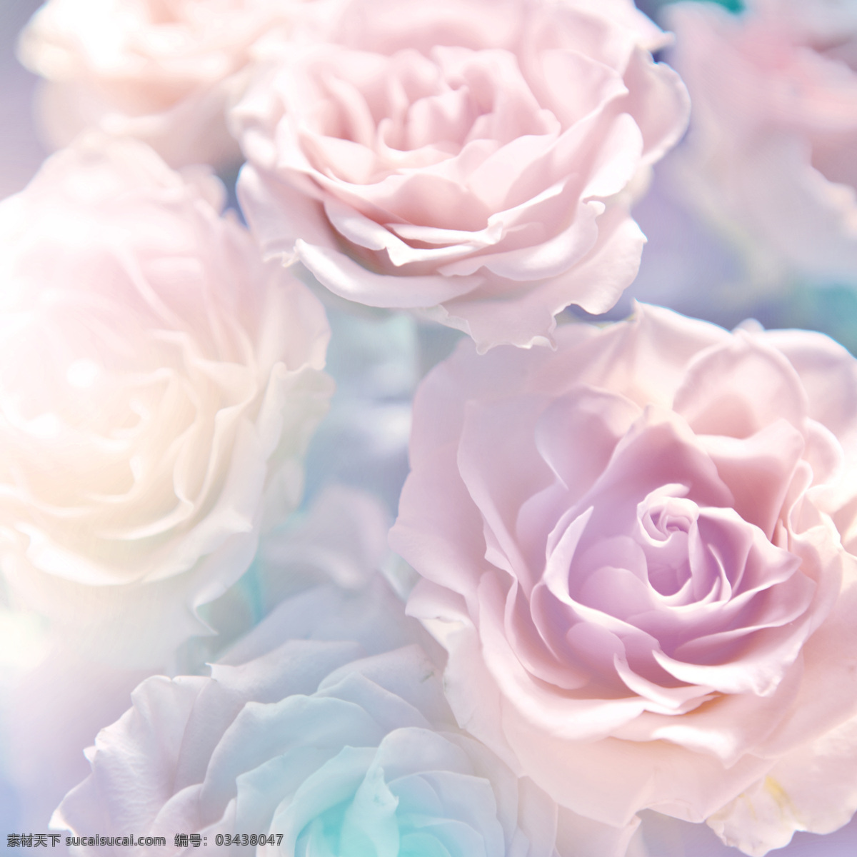 粉色 花朵 浪漫 背景 自然 玫瑰 月季 清新 可爱 生物世界 花草