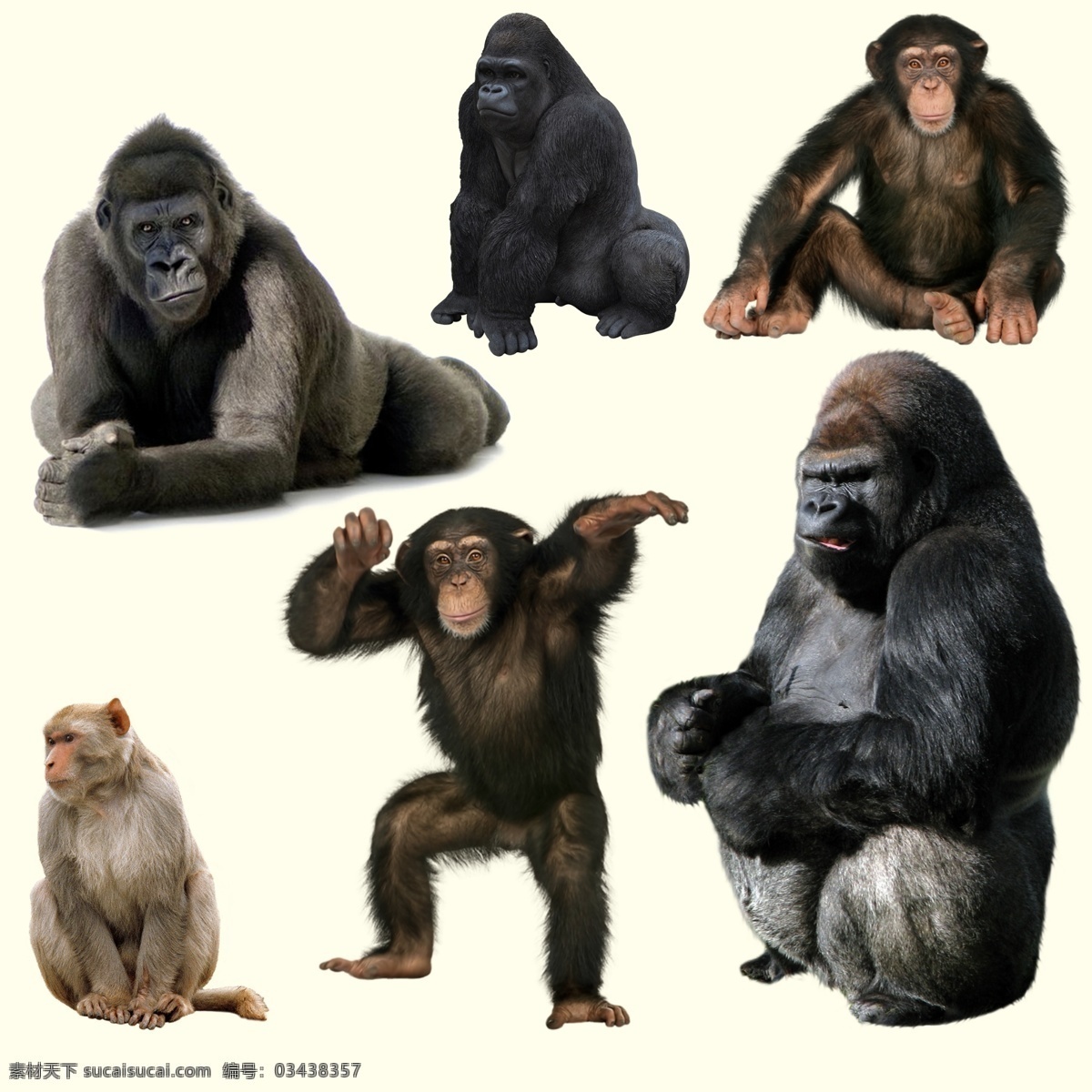动物 大猩猩素材 动物素材