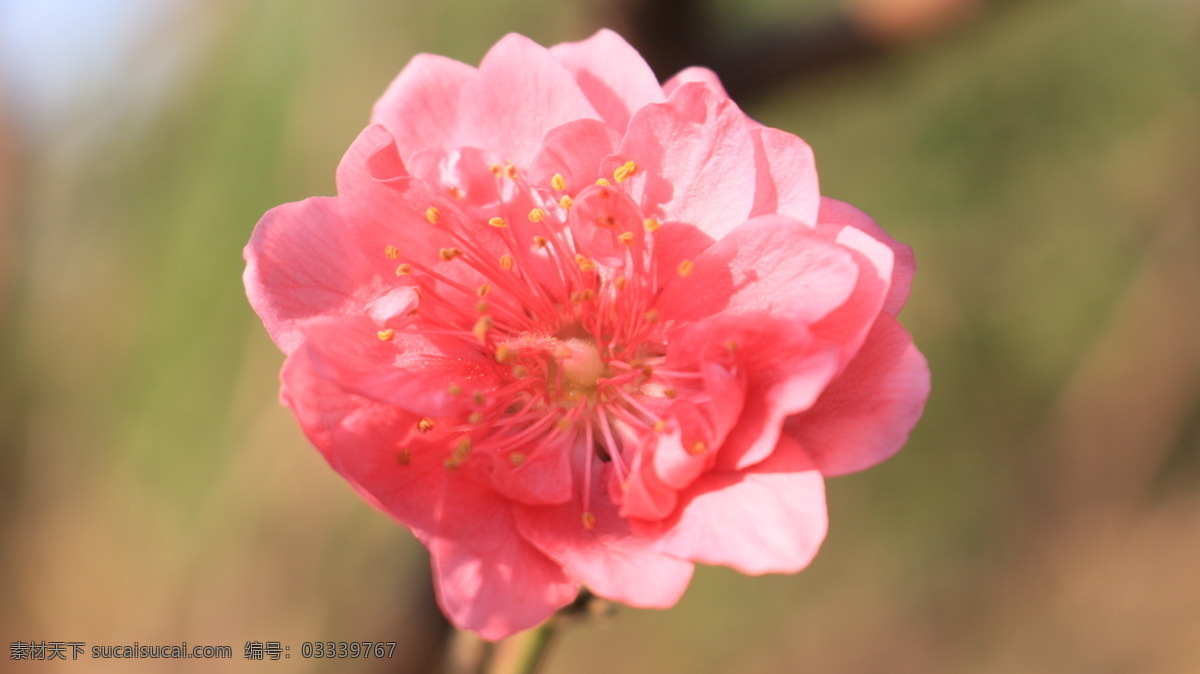 桃花 植物 桃红 春天 美丽 花朵 开花 鲜花 花草 花瓣 花蕊 桃花运 微距摄影 生物世界 粉色