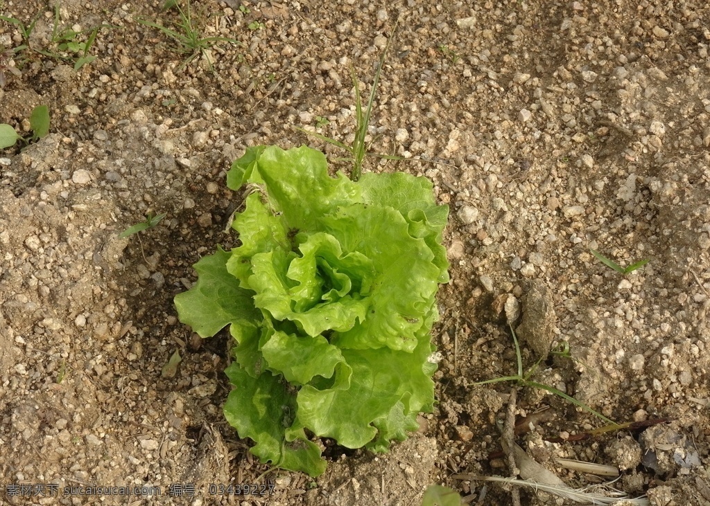 生菜 蔬菜 新鲜 食品 绿色 农业 青菜 植物 素食 维生素 有机蔬菜 菜叶 瓜 蛋 鸡蛋 菜市场 肉 菜地 菜园 生物世界