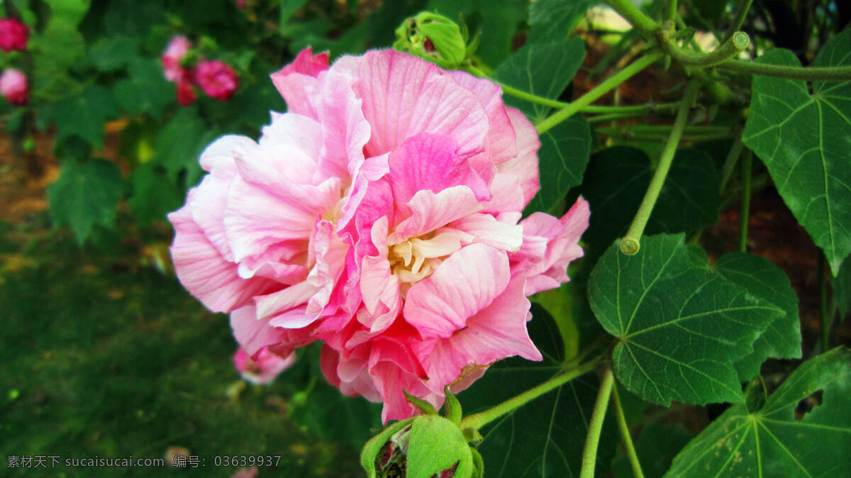 芙蓉花 粉红花 黄色花心 花蕾 绿叶 花草 生物世界