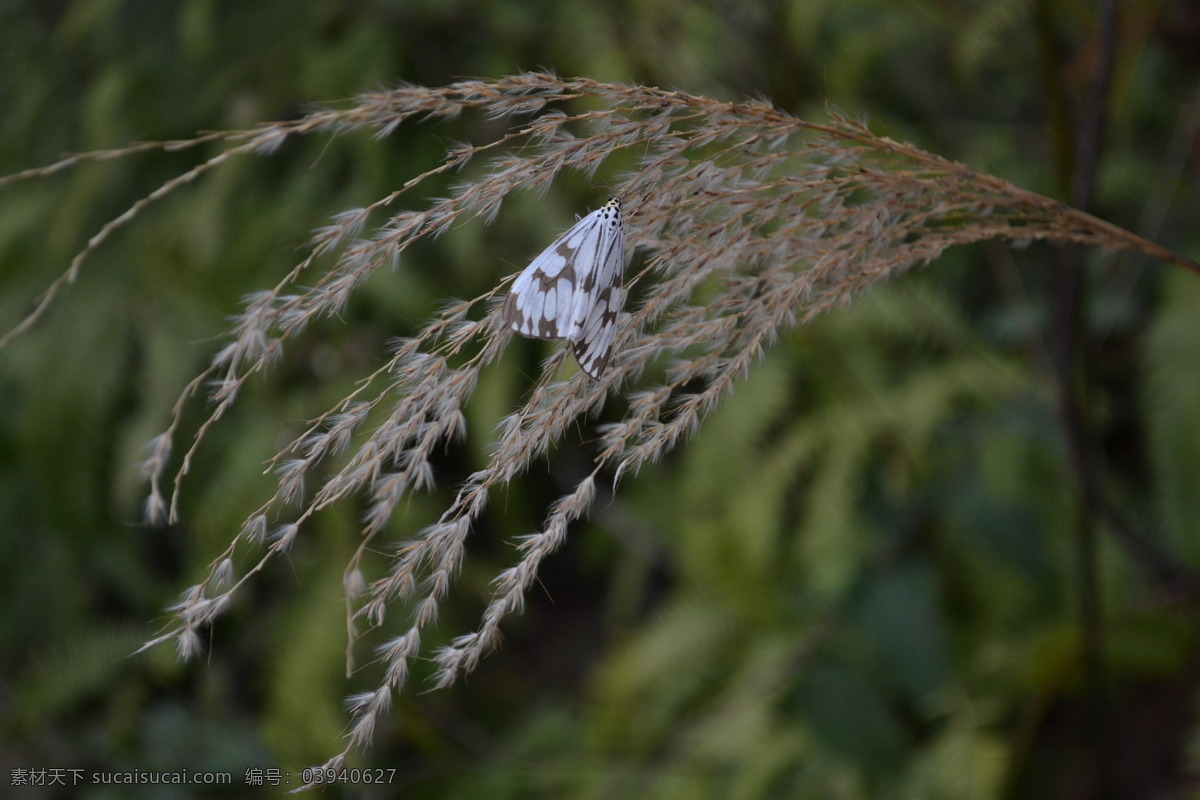 飞蛾 动物 蝴蝶 郊游 昆虫 芦苇 生物世界 野草 野外 植物 微摄影