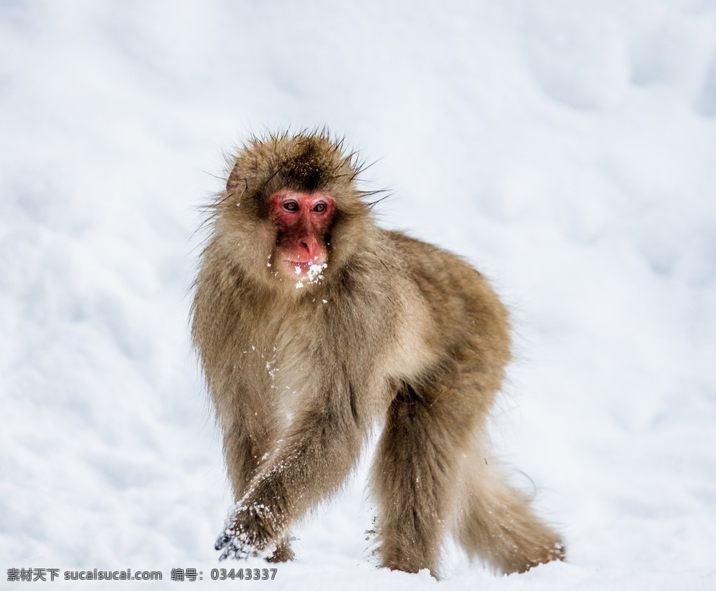 日本雪猴图片 日本雪猴 日本猕猴 日本猴 猴子 野猿 地狱谷温泉 温泉 泡温泉 沐泉 冬天 雪景 寒冬 雪 跳跃 动物 野生动物 动物特写 自然界 生物世界