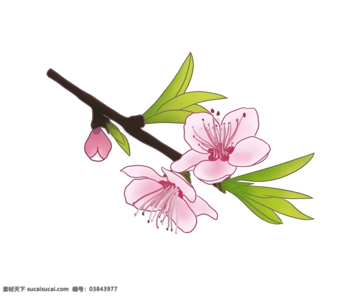 粉色 桃花 卡通 插画 粉色的桃花 卡通插画 桃花插画 桃花花枝 花朵 鲜花 花瓣 美丽的桃花