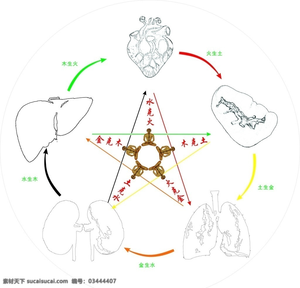 相生 相克 五行 心脏 五脏六腑 心肝 胃 肾 包装设计