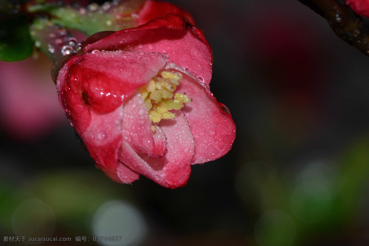 粉嫩 贴 梗 海棠 花卉