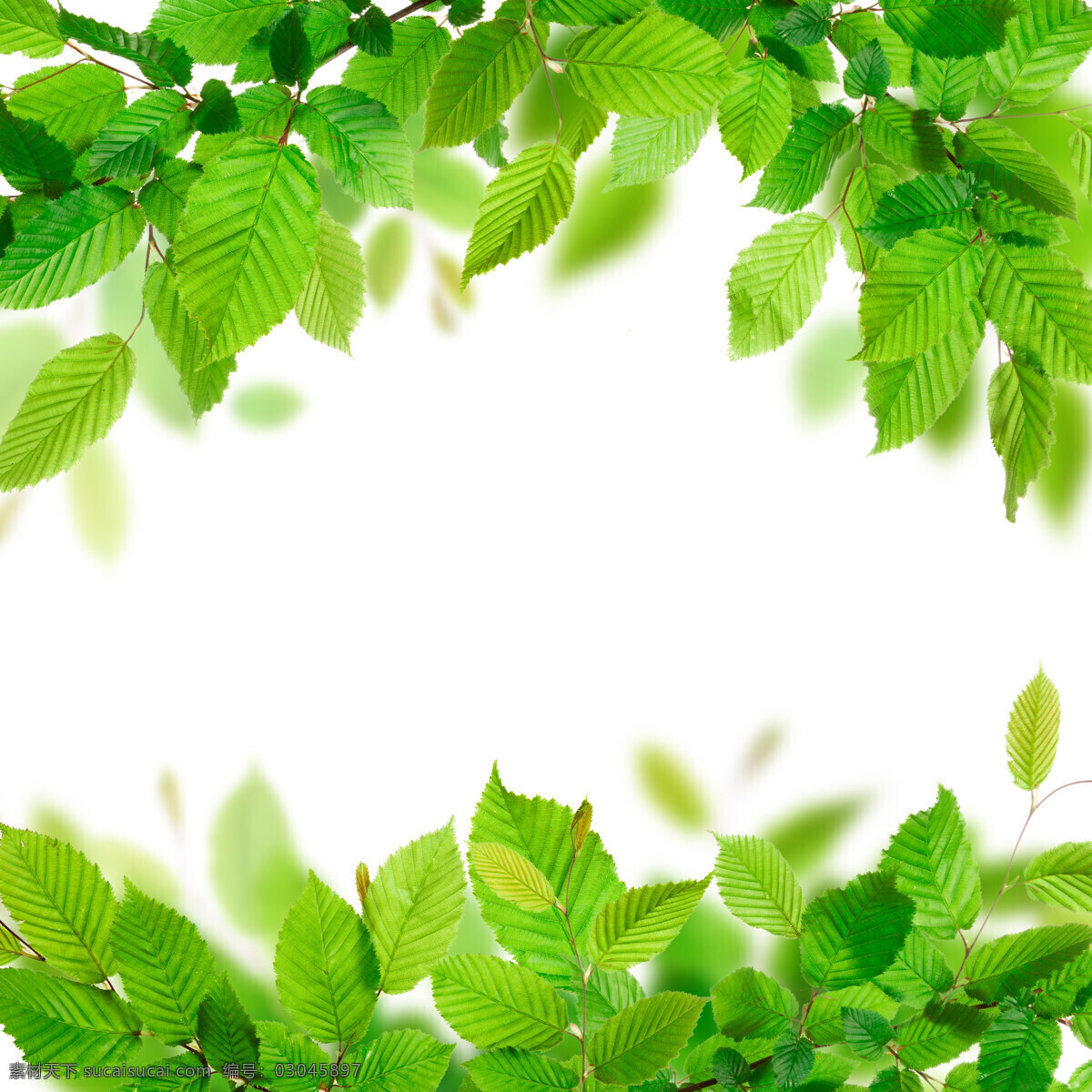 绿叶 光亮 叶片 纹理 叶子 绿色 叶脉 植物 花草树木 生物世界