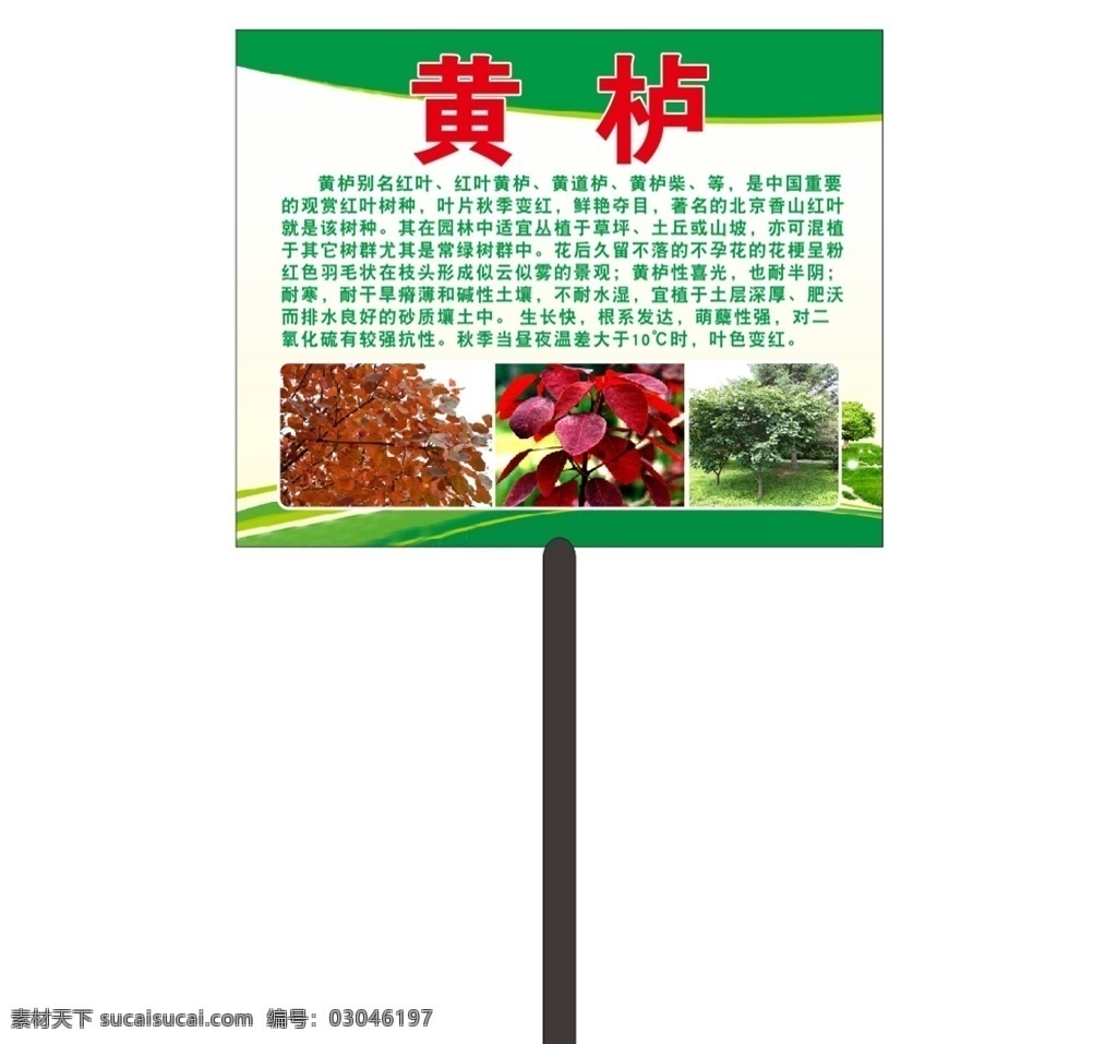 黄栌简介牌子 黄栌简介 园艺牌子 植物简介 绿化造型牌 黄栌图片 黄栌价值 园艺 花卉 大自然