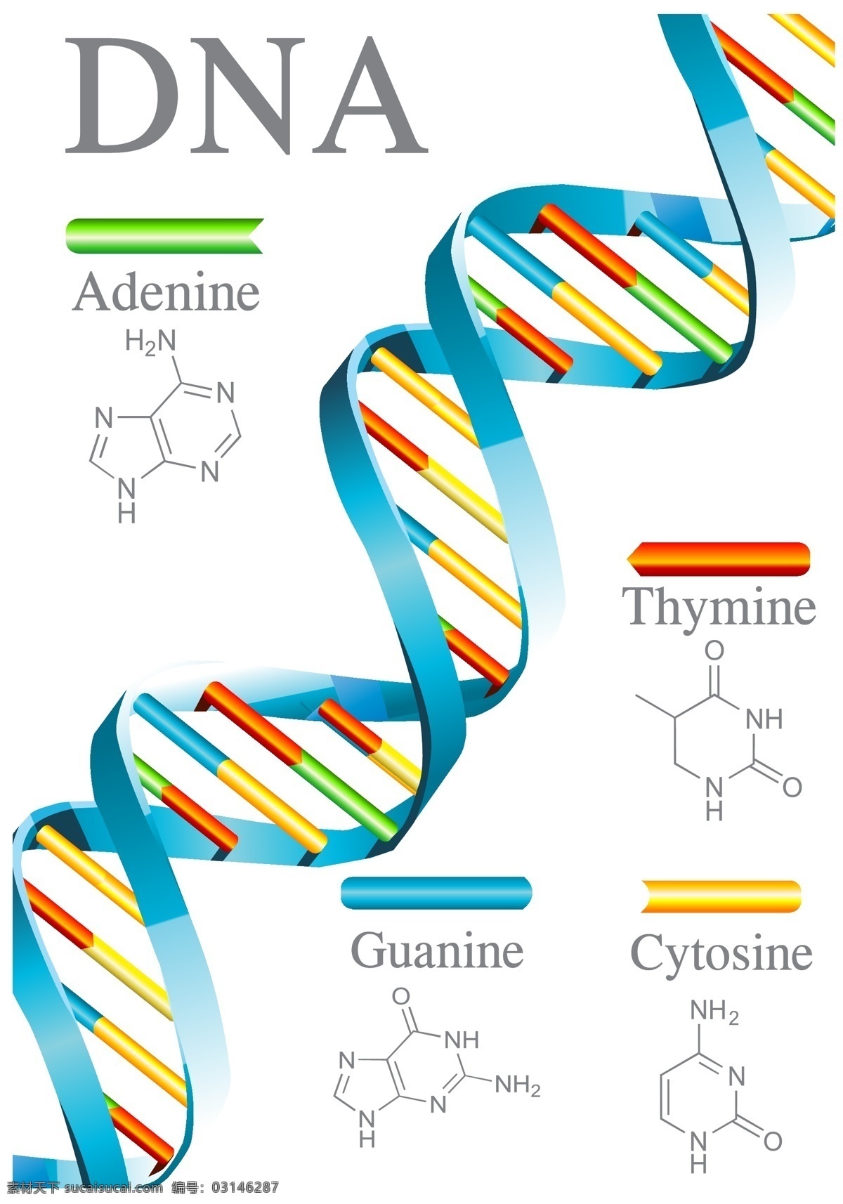 基因dna 分子结构 分子 医疗 医学 染色体 科学实验 结构 矢量 现代科技 科学研究