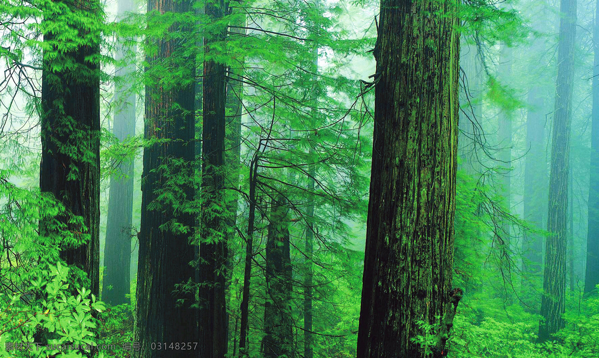绿树森林 绿树 森林 绿色 自然景观 自然风景 摄影图库