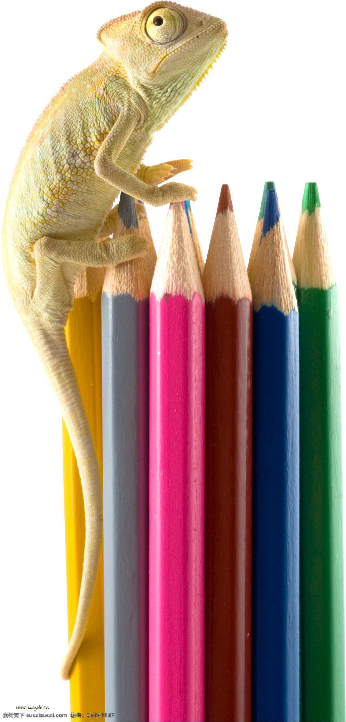 趴在 铅笔 上 蜥蜴 动物 彩色铅笔背景 画笔 蜡笔 文具 学习用品 办公学习 生活百科