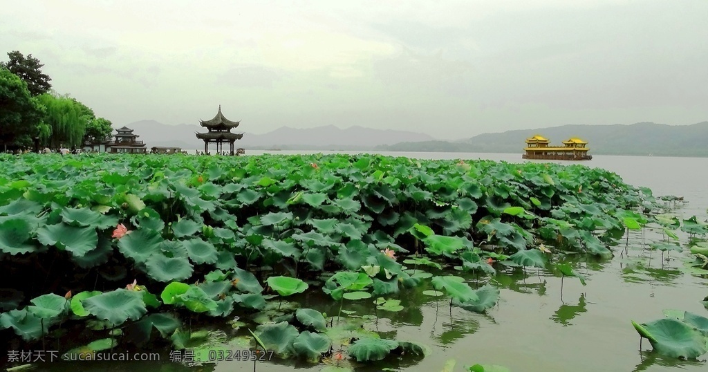 唯美 杭州西湖 美景 高清 荷花 自然风光 西湖 杭州 风景 自然景观 山水风景