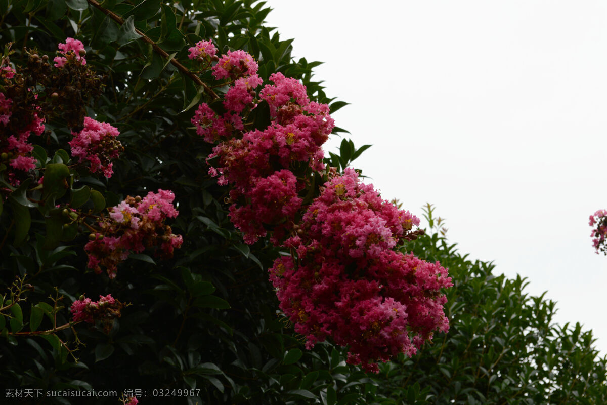 秋雨 中 紫薇 花 百日红 秋雨后 落英 满地 花朵 仍然 绽放 秋后 生物世界 花草