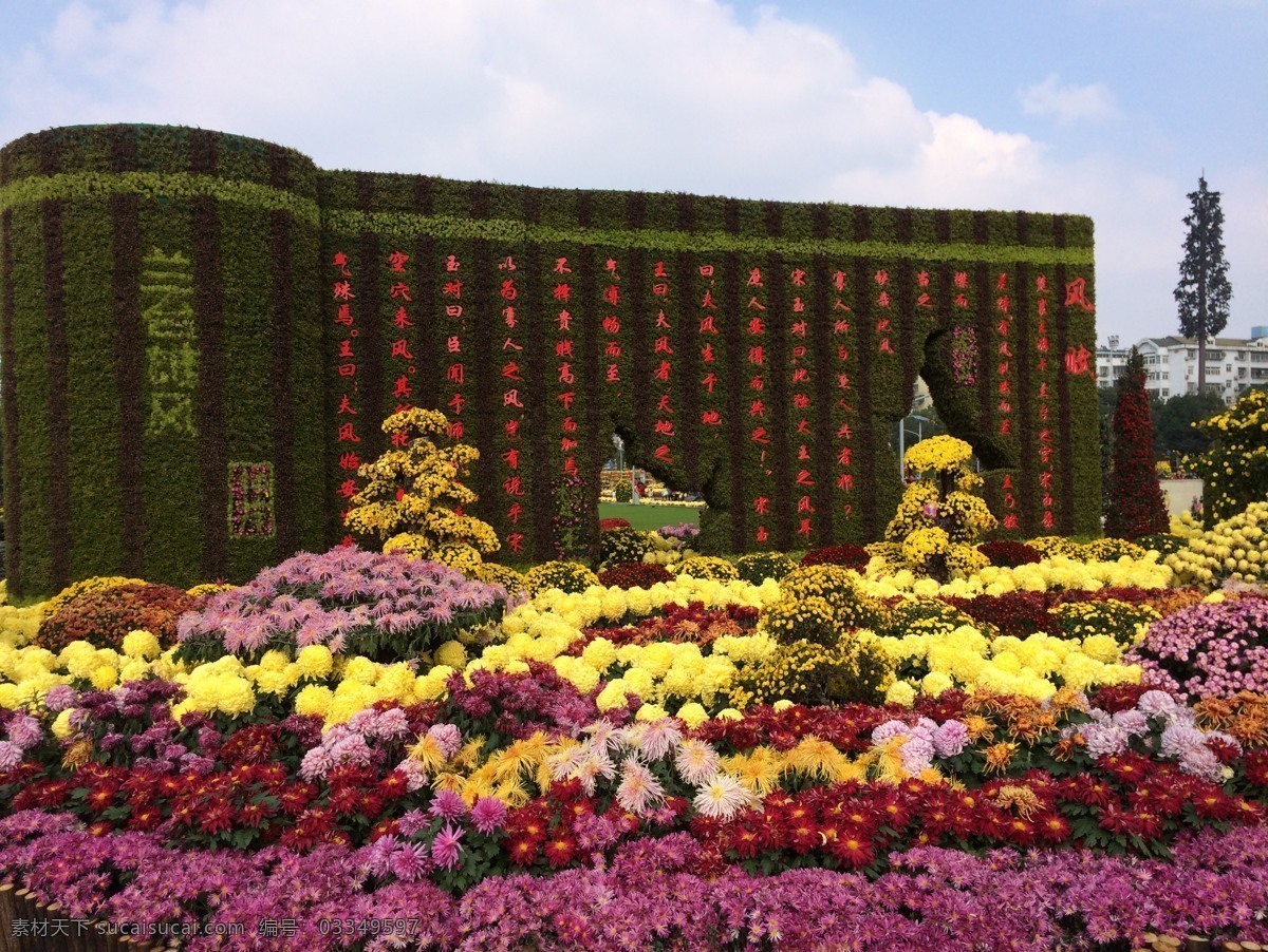 菊花展 菊花 菊花摄影 盛开菊花 菊花开放 秋菊 天空 树丛 摄影图 生物世界 花草 书卷 自然景观 自然风景