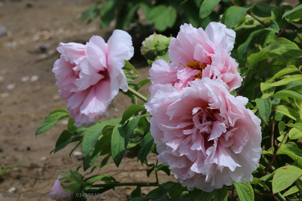 牡丹花 牡丹 观赏花卉 鼠姑 木芍药 百雨金 洛阳花 花朵 花瓣 花蕊 花卉 花儿 花草 植物 园林绿化 绿化景观 芍药牡丹 生物世界