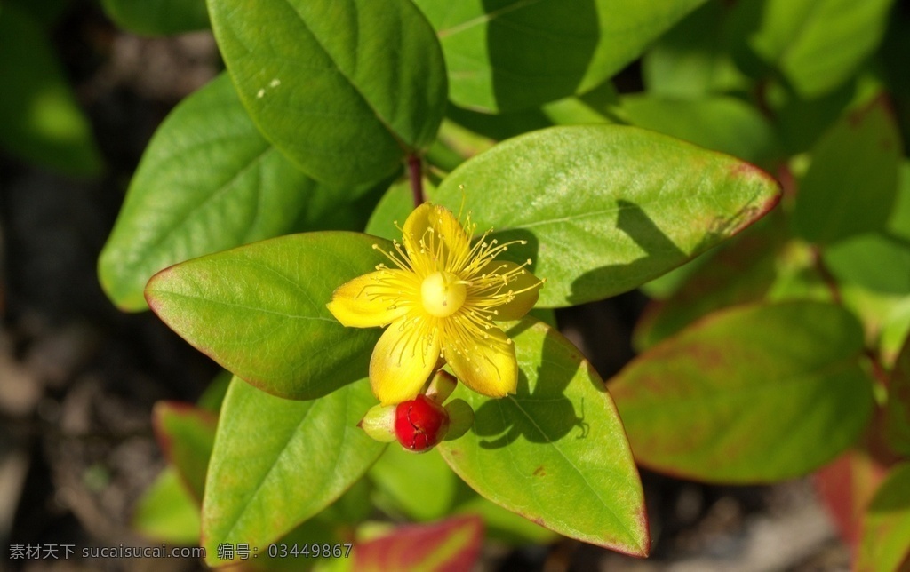 连翘花 forsythia suspensa 黄花杆 黄寿丹