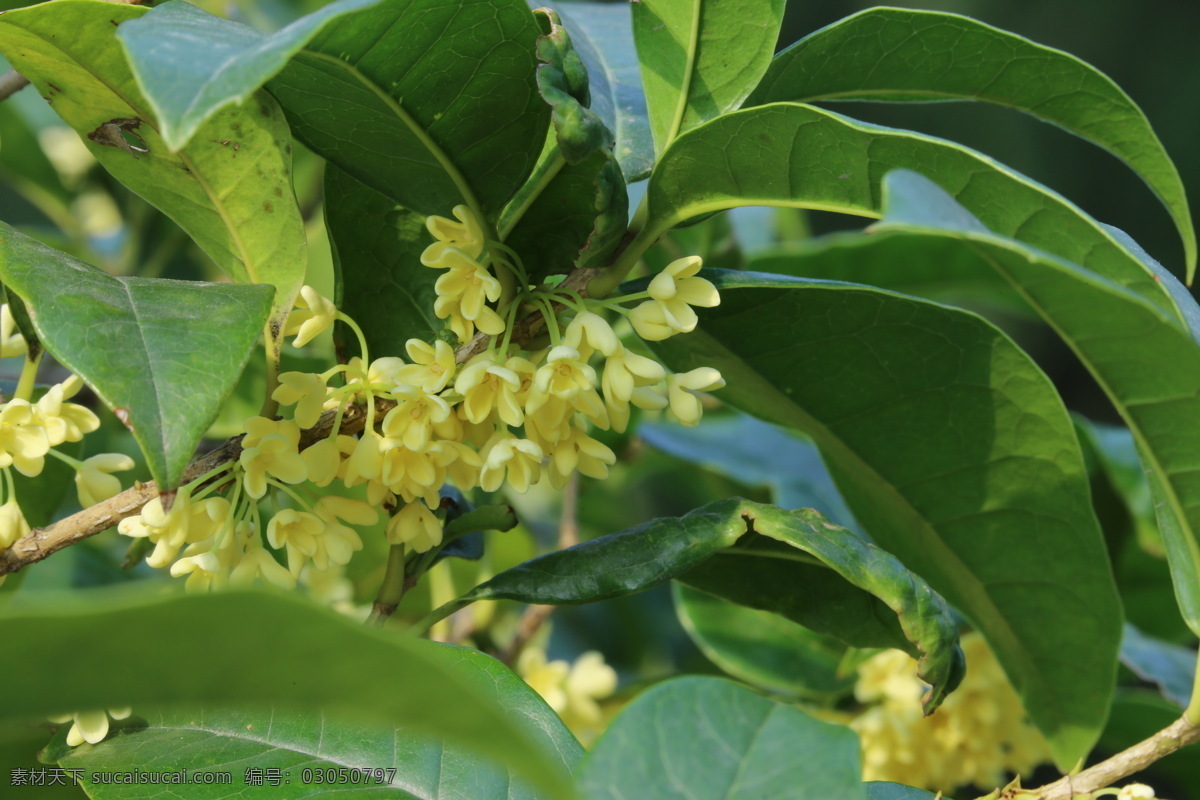 桂树 银桂 植物 黄色花 绿叶 风景 桂花树 金秋桂花香 岩桂 丹桂 园林景观 绿化景观 桂花金桂 生物世界 花草