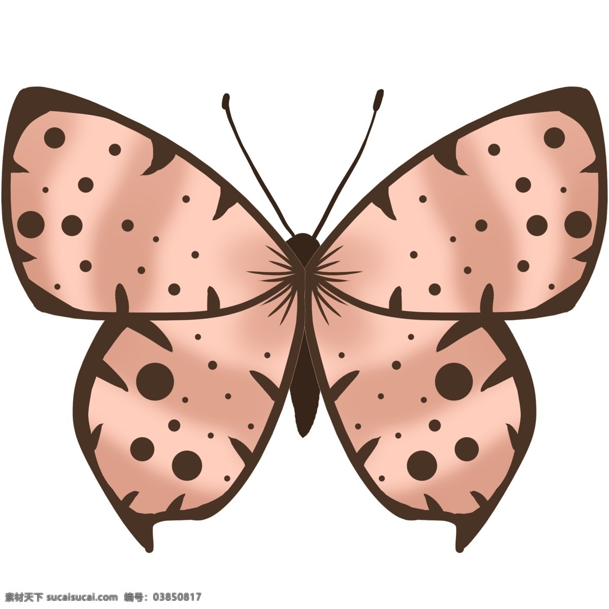 动物 昆虫 蝴蝶 粉色 斑点 标本 免抠