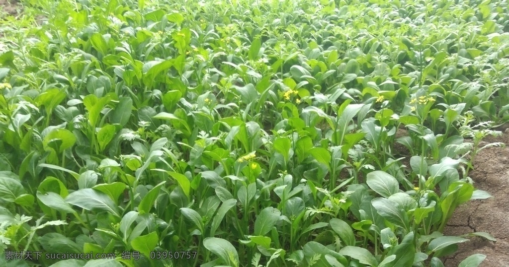 菜心 蔬菜 有机 绿色 无公害 有机蔬菜 健康 安全 营养 美味 食材 植物 生物世界