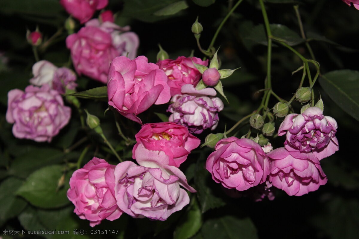 红色花卉 花 花草 花卉摄影 花卉素材 生物世界 园林花卉 月季 春季花卉 植物景观 草本花卉 夜色花卉 psd源文件