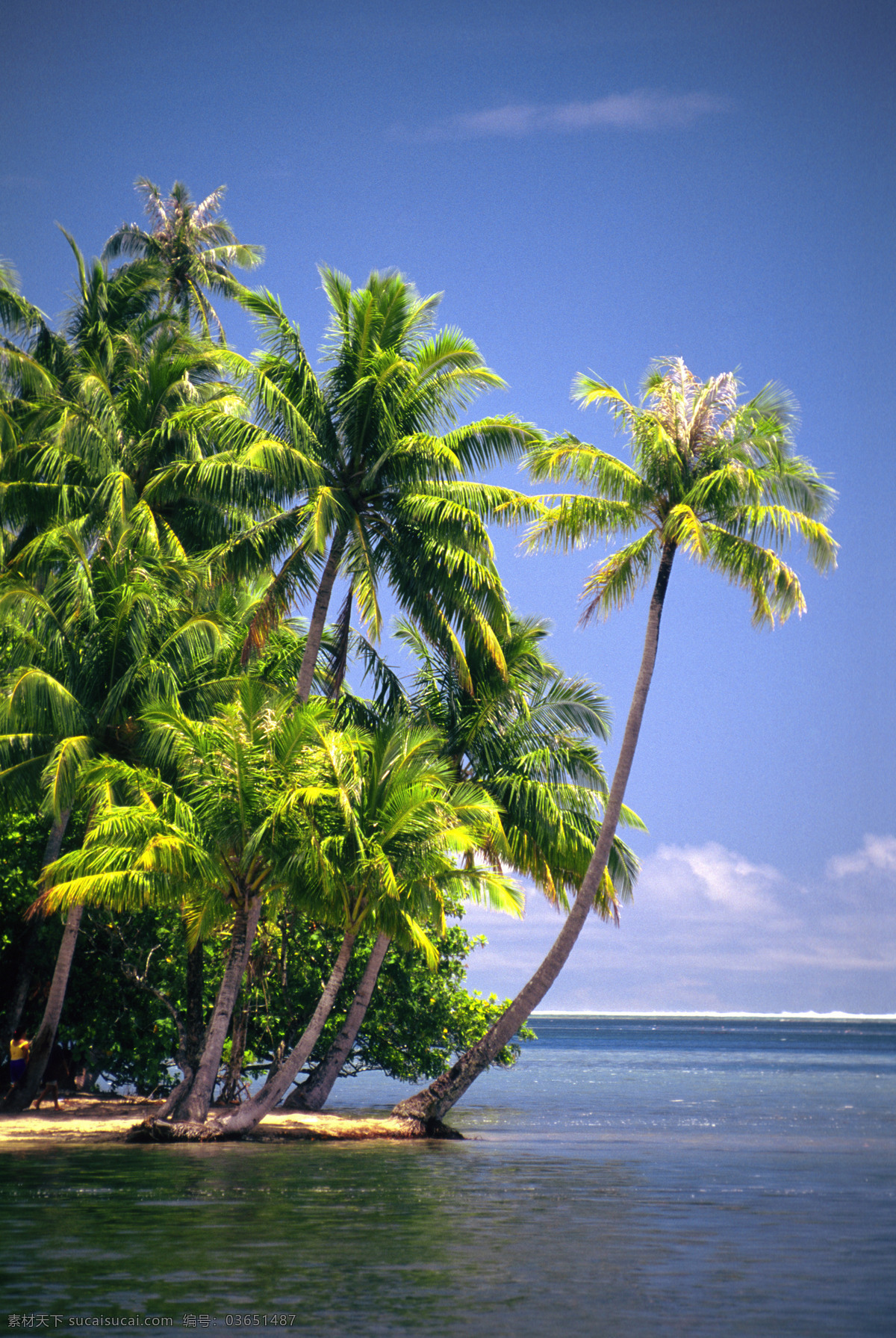 美丽 太平洋 风光图片 美丽海滩 海边风景 海岸风光 蓝天白云 沙滩 海滩 大海 海洋 海平面 椰子 椰树 度假 旅游景点 海景 景色 美景 风景 摄影图 高清图片 大海图片 风景图片