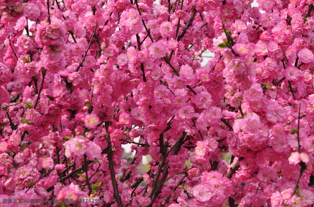 粉色 桃花 植物 树枝 花卉 花草树木 生物世界