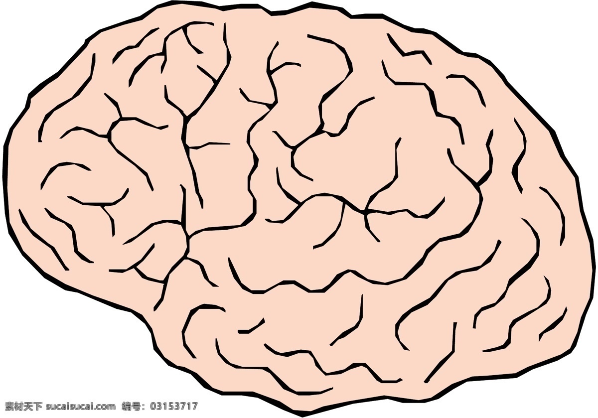 头颅 大脑 医用模型 矢量素材 eps0049 设计素材 结构模型 医疗卫生 矢量图库 白色