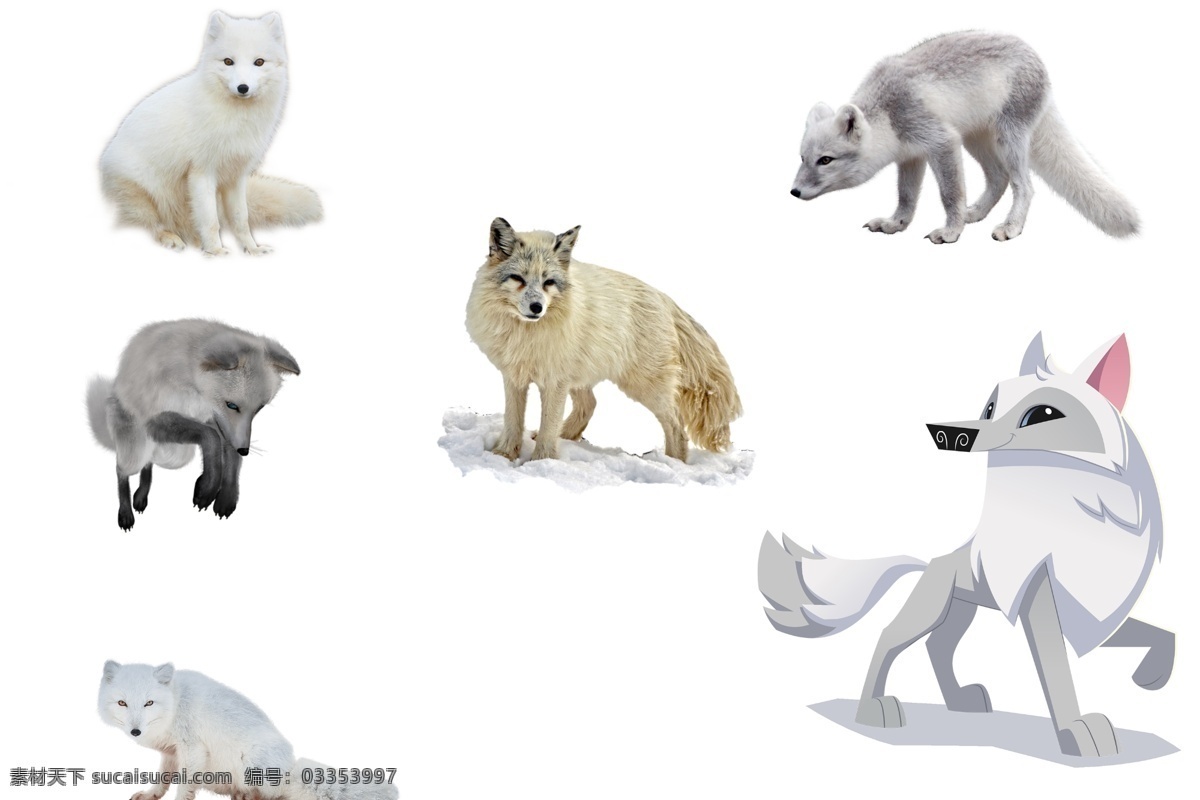 狐狸抠图 透明素材 png抠图 狐狸 fox 白狐 北极狐 狐狸精 狐妖 雪狐 动物 非 原创 透明 合 辑 分层