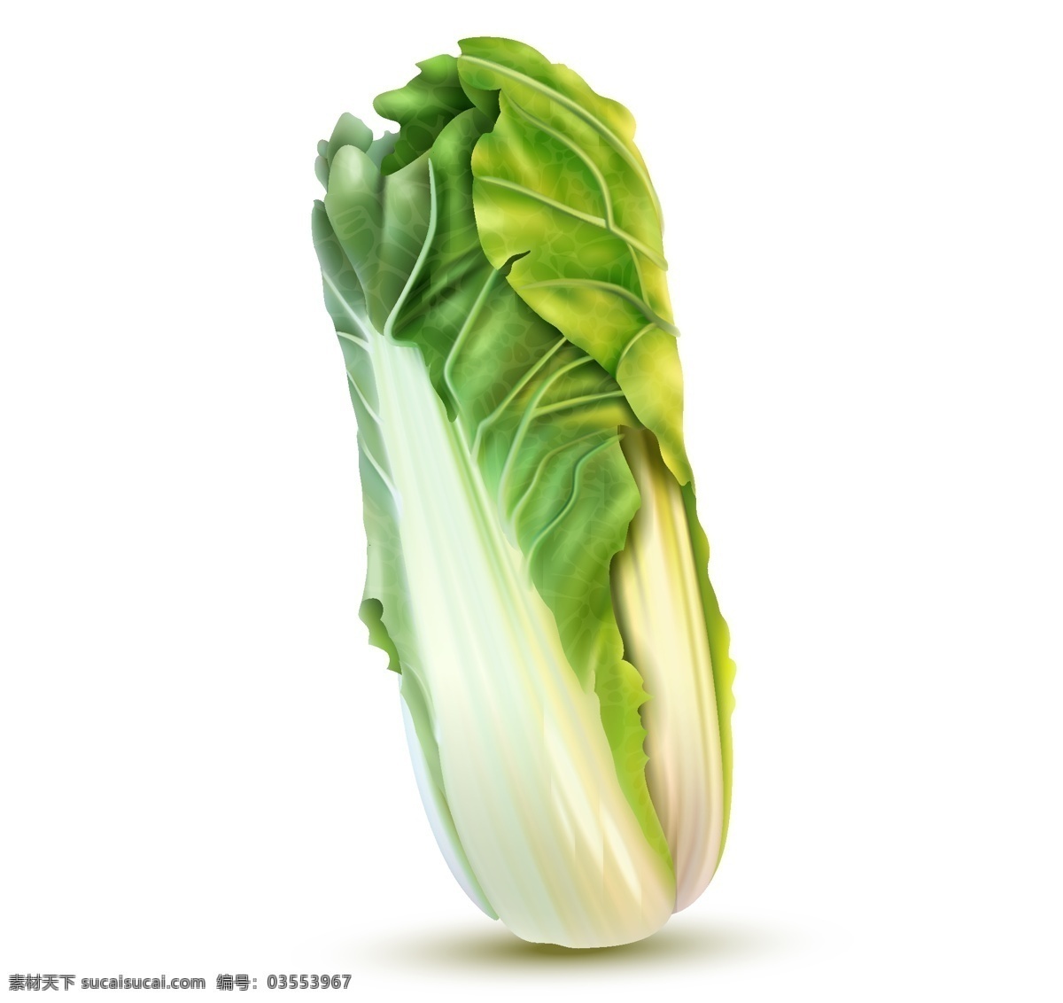 手绘白菜 手绘蔬菜 矢量蔬菜 国画白菜 蔬菜 白菜 蔬菜海报 蔬菜素材 白菜素材 元素
