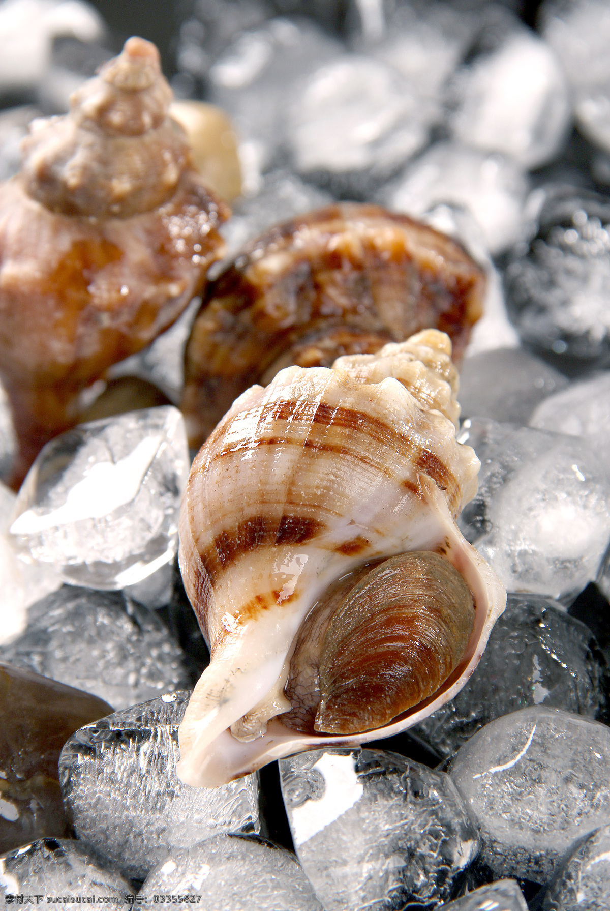 海螺 鲜活 海鲜 新鲜海产品 水产品 生物世界 鱼类