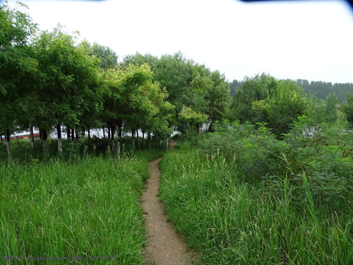 草丛里的小路 泥泞路 走过的小路 小路 森林里的小路 绿色背景 自然景观 自然风景