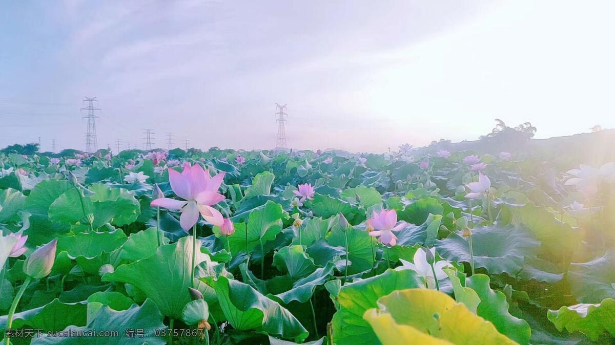 荷花图片 荷花 蓝天白云 阳光明媚 绿色 粉色荷花 清晨 阳光 活力