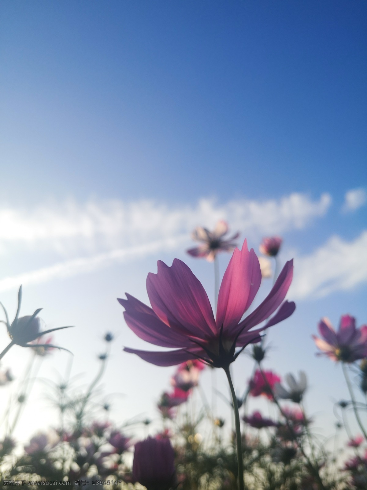 花开图片 格桑花 花 蓝天 天空 花朵 白云 云 云彩 小花 旅游摄影 自然风景