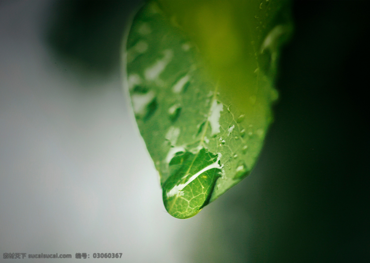 绿色植物 植物 树叶 叶片 特写 水珠 露珠 壁纸 露水