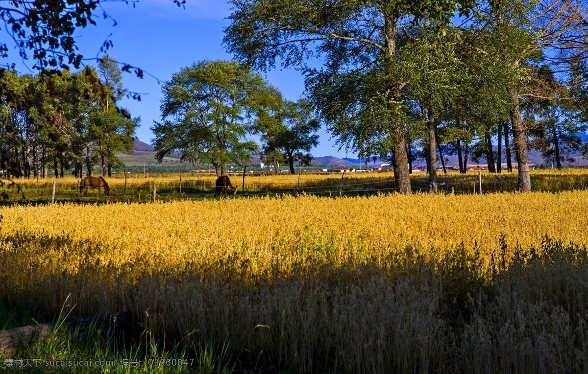 白云 避暑 草地 草原 大草原 度假 国内旅游 蓝天 坝上草原 旅游 马场 坝上高原 内蒙古草原 草滩 旅游摄影 psd源文件