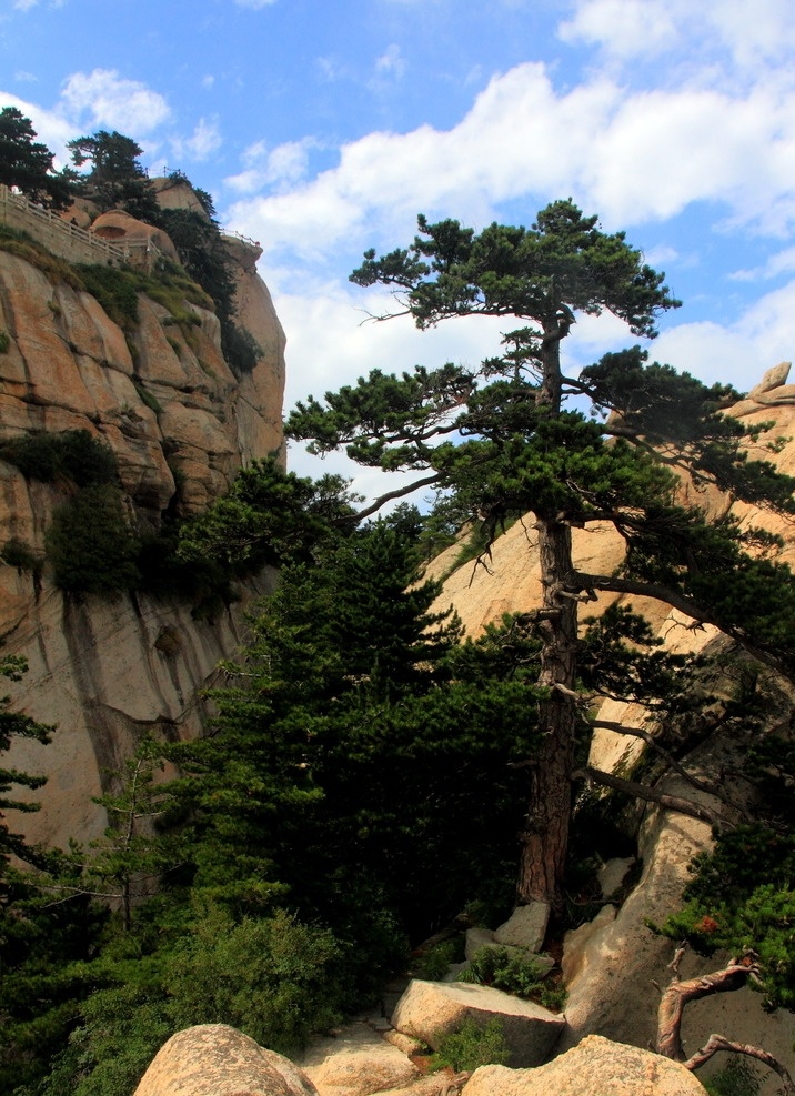 华山风光 华山一角 华山 山崖 华山山景 华山美景 华山风景 华山树丛 树木 大山 石山 山林 华山雪松 华山旅游 华山中峰 华山松树 西岳华山 华山东峰 五岳 赵匡胤 朝阳峰 华山亭子 名山大川 华山标志建筑 陕西旅游 群山起伏 华山地标 华山云海 云雾 云海 高清华山照片 自然景观 风景名胜